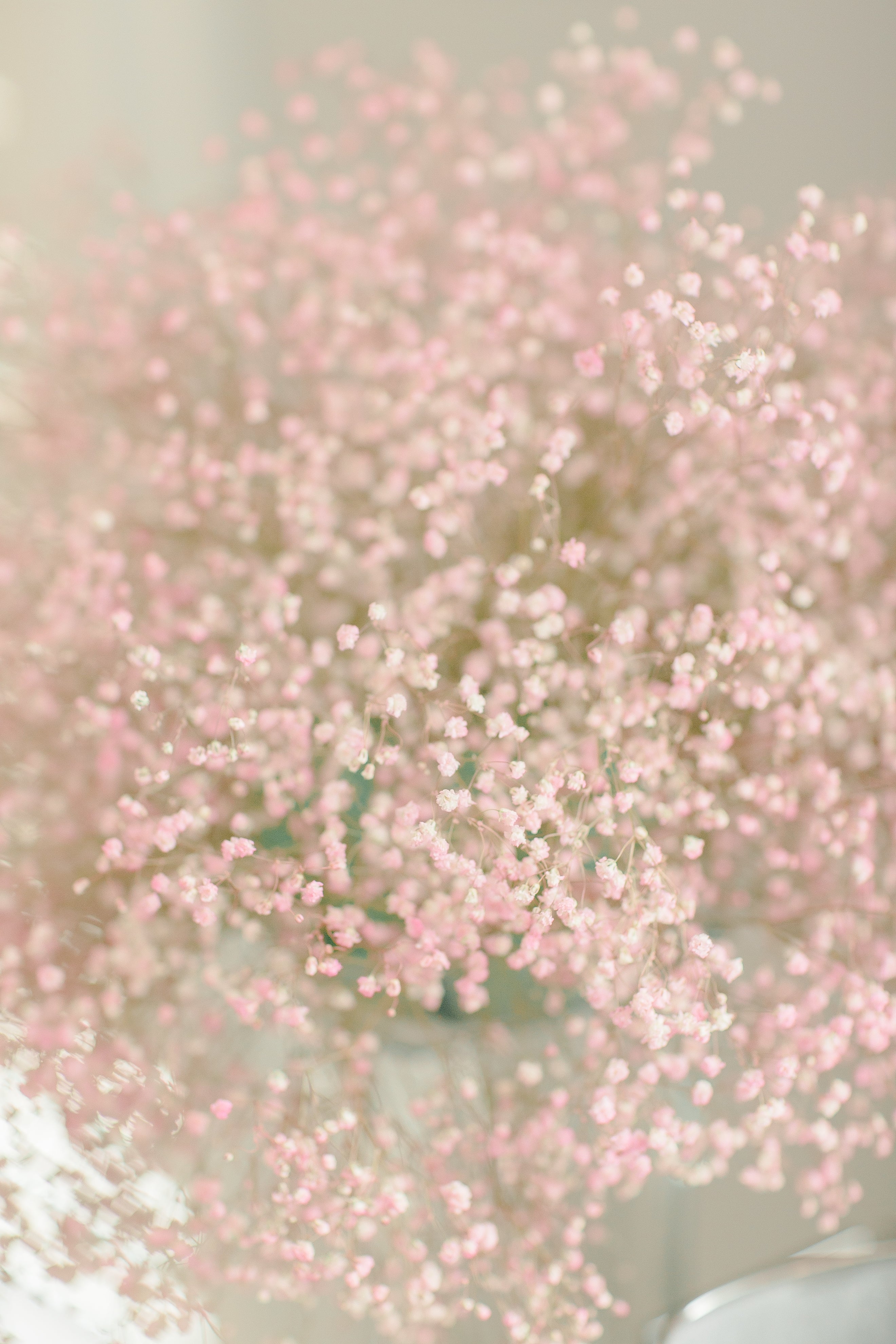 burst-of-flowers-blossoming.jpg