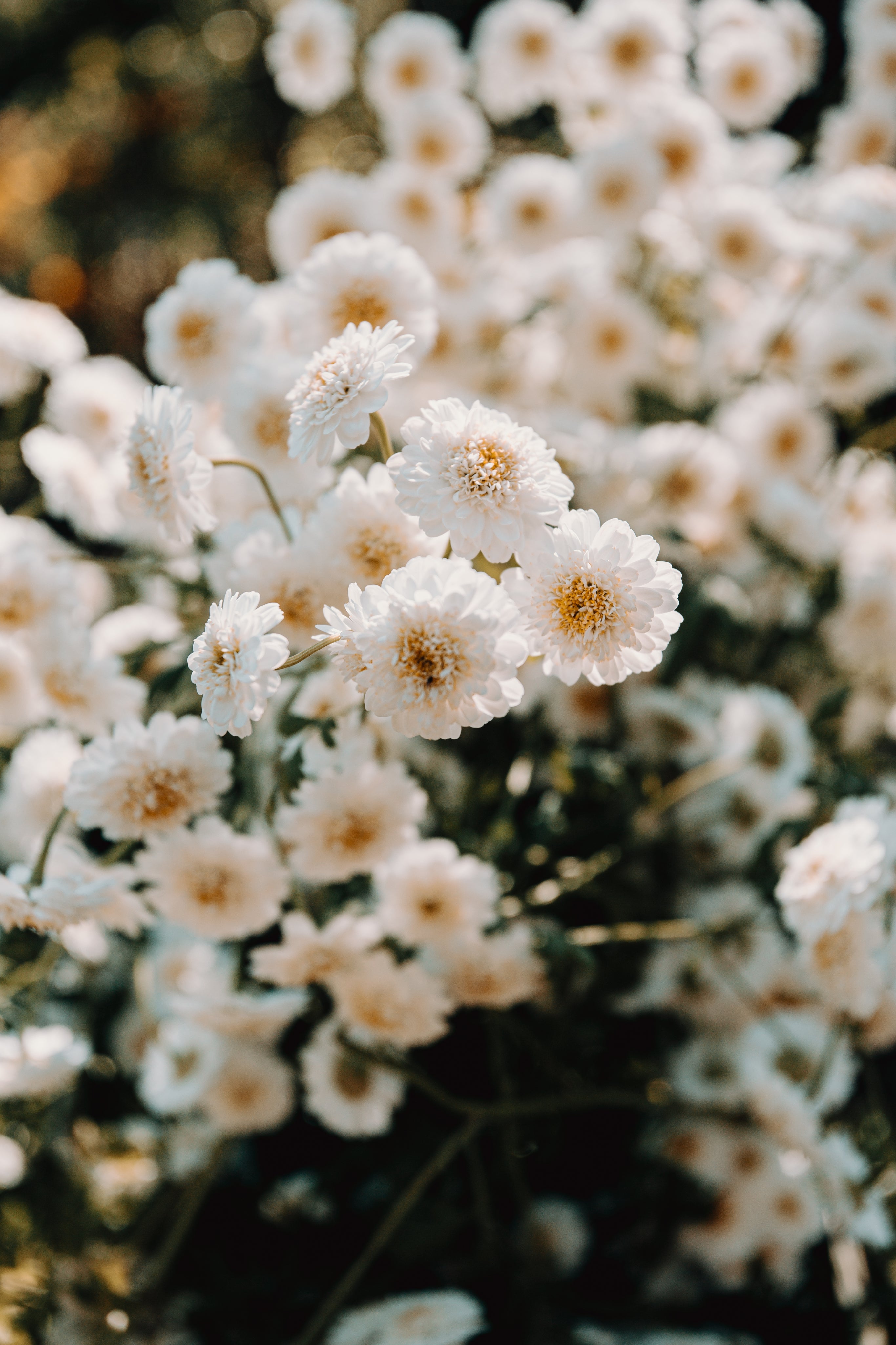 small-white-flowers-in-a-bunch.jpg
