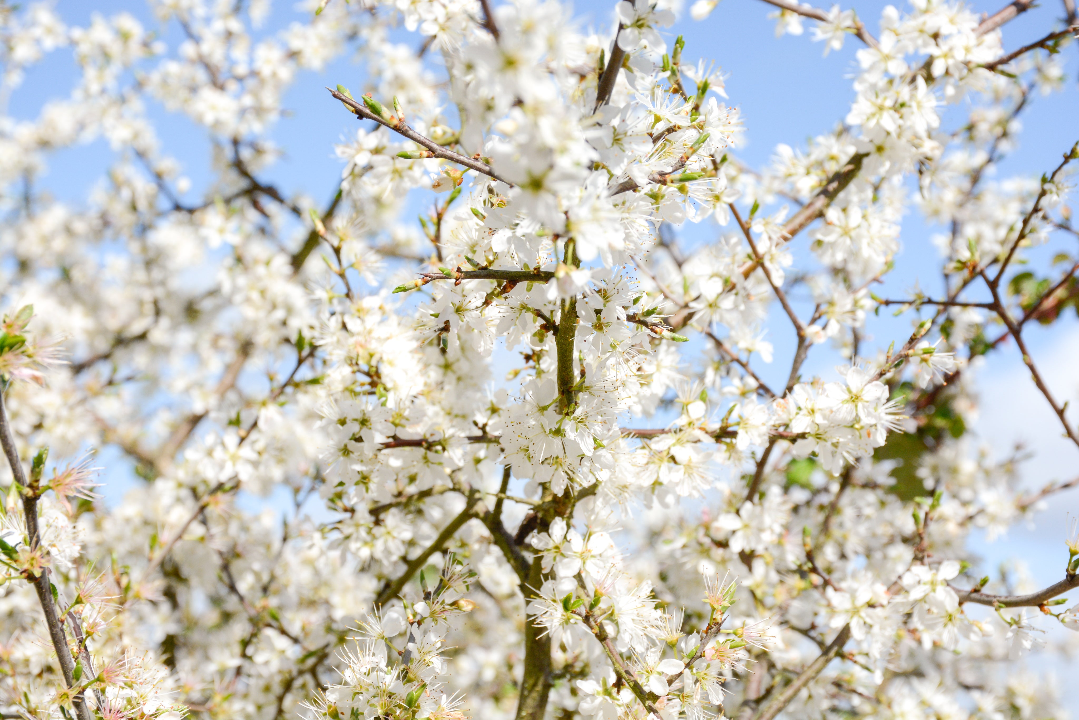 white-blossoms-against-a-blue-sky.jpg